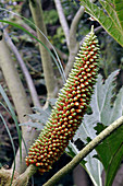 Gunnera flower spike (Gunnera tinctoria)