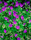 Geranium clarkei 'Kashmir Purple'