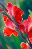 Gladiolus (Gladiolus sp.)