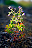 Geranium bohemicum