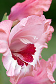 Gladiolus 'Wine and Roses'