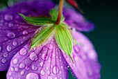 Dew droplets on a geranium flower