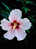 Hibiscus syriacus var Red Heart