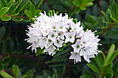 Hebe (Hebe diosmifolia)
