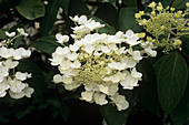 Hydrangea 'White Moth'
