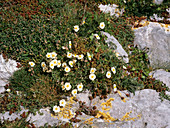 White rock-rose (Helianthemum apenninum)