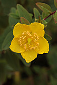 Hypericum forrestii flower