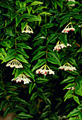Miniature wax plant (Hoya bella)