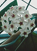 Wax plant (Hoya carnosa)