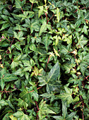 Common ivy (Hedera helix 'Ritterkreuz')