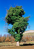 Common ivy (Araliaceae Hedera helix)