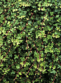 Common ivy (Hedera helix 'Duckfoot')
