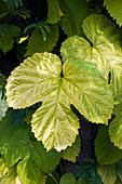 Hop bine leaf (Humulus lupulus)
