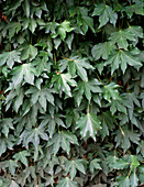 Common ivy (Hedera helix 'Gracilis')