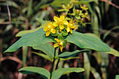 Tutsan (Hypericum androsaemum)