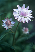 Helichrysum 'Large Flowered Mixed'