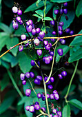 Holboellia berries