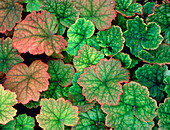 Heuchera 'Scintillation'