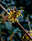 Hamamelis japonica 'Sulphurea'