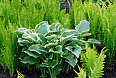Hosta plant (Hosta sp.)