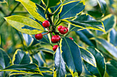 Holly (Ilex aquifolium 'Aurifodina')