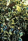 Ilex aquifolium 'Silver van Tol'