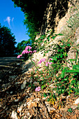 Candytuft (Iberis umbellata)