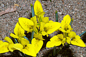 Danford iris (Iris danfordiae)