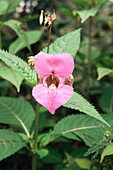 Jewelweed (Impatiens glandulifera)