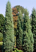 Juniperus virginiana SKYROCKET