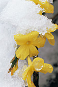 Winter jasmine (Jasminum nudiflorum)