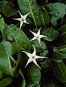 Jaborosa integrifolia