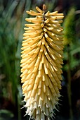 Red hot poker (Kniphofia sp.)