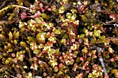 Iceland purslane (Koenigia islandica)