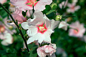 Lavatera BARNSLEY