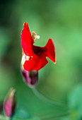 Lobelia cardinalis