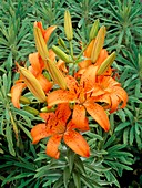 Lilium Apeldoorn