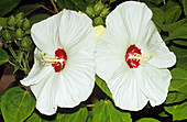 Mallow flowers (Lavatera trimestris)