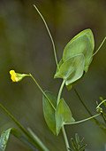 Yellow vetchling (Lathyrus aphaca)