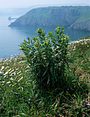 Common gromwell (Lithospermum officinale)