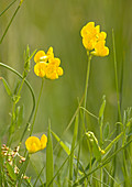 Meadow vetchling (Lathyrus pratensis)