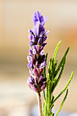 French lavender (Lavandula dentata)