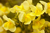 Moroccan toadflax (Linaria maroccana)