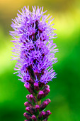 Gayfeather (Liatris spicata)