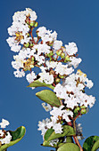 Crepe myrtle 'Lilac of Summer'