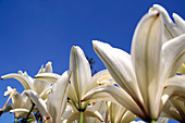White lilies ((Lilium sp.)