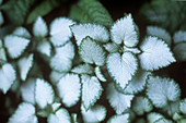 Dead nettle (Lamium maculatum)