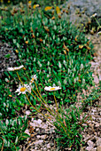 Leucanthemum tridactylites