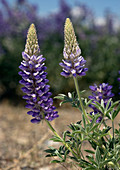 Pacific lupin (Lupinus lepidus)