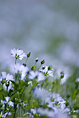 Common flax (Linum usitatissimum)